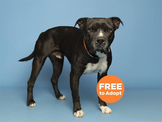 LOKI, Adoptable, Adult Male Pit Bull Terrier.