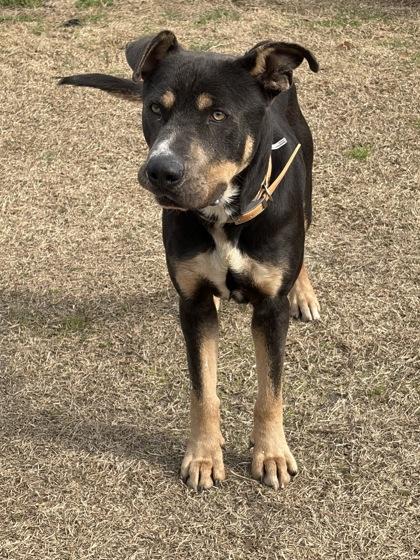 Marshall Aka September