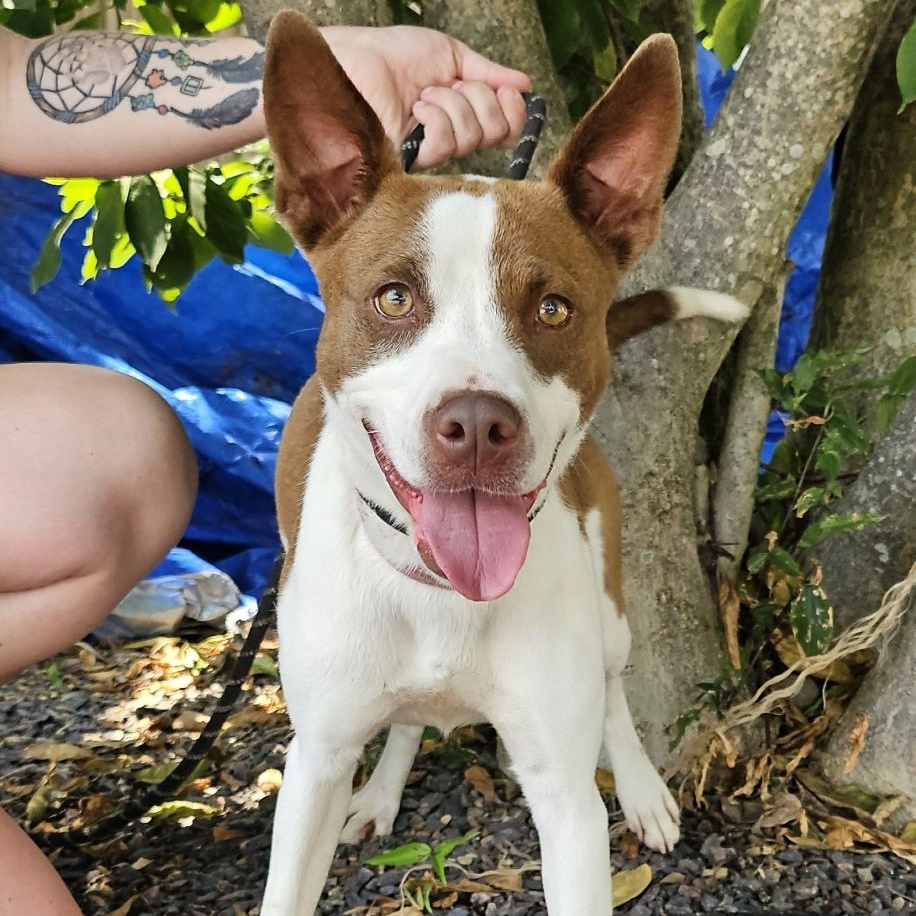 Roxy (was Clover), an adoptable Labrador Retriever, Pit Bull Terrier in Newburgh, IN, 47630 | Photo Image 1