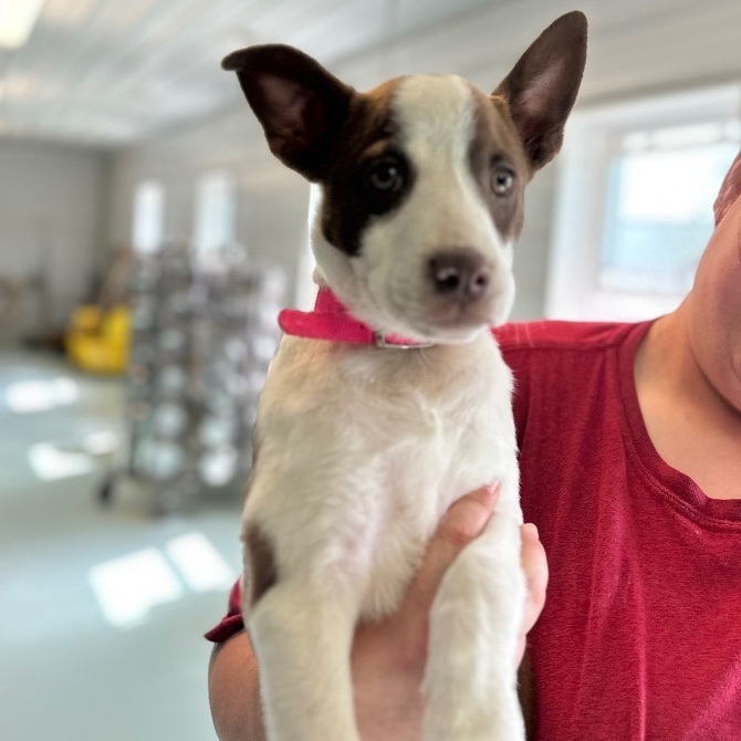 Roxy (was Clover), an adoptable Labrador Retriever, Pit Bull Terrier in Newburgh, IN, 47630 | Photo Image 2