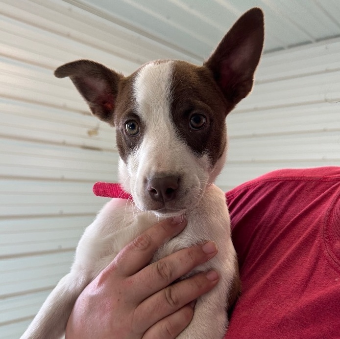 Roxy (was Clover), an adoptable Labrador Retriever, Pit Bull Terrier in Newburgh, IN, 47630 | Photo Image 5