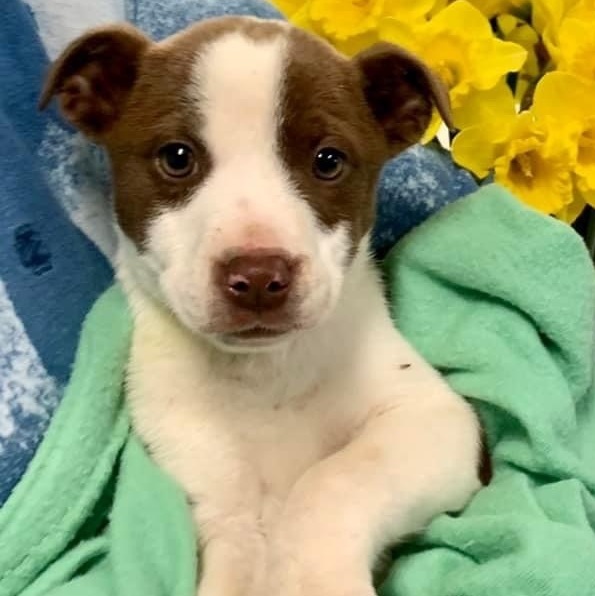 Roxy (was Clover), an adoptable Labrador Retriever, Pit Bull Terrier in Newburgh, IN, 47630 | Photo Image 6