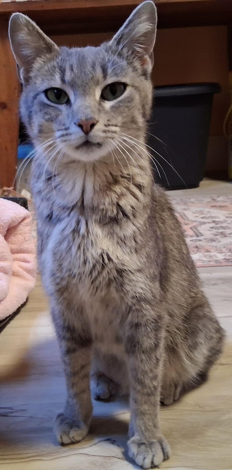 Enlarge Dahlia, a ADOPTABLE Domestic Short Hair in Webster City, IA image 1/1