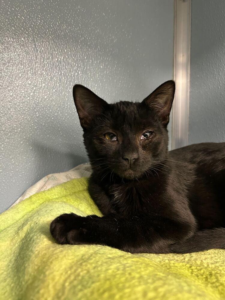 Wednesday, Adoptable, Kitten Female Domestic Short Hair.