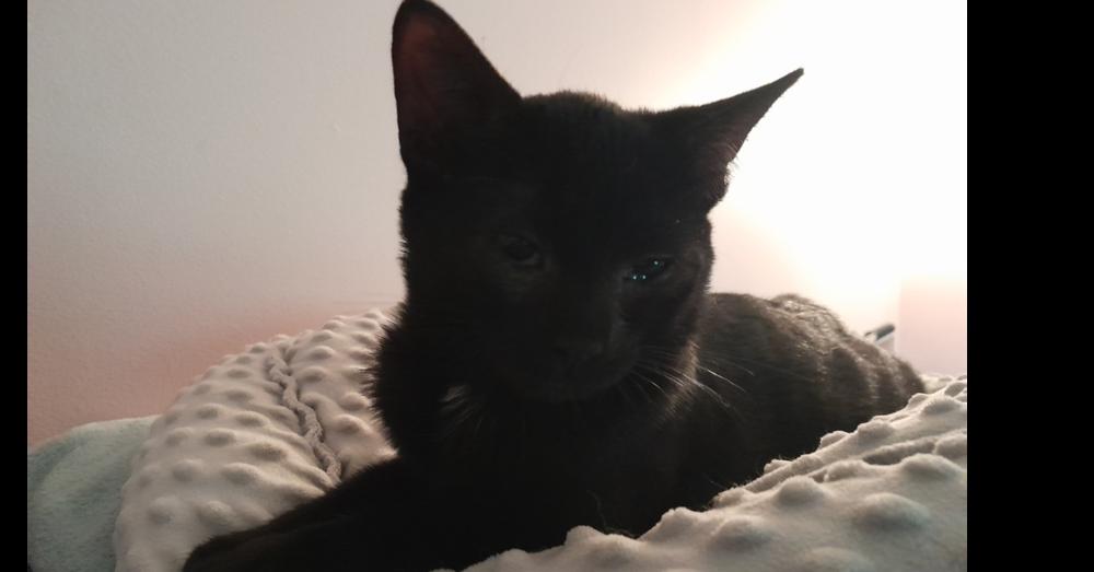 Wednesday, Adoptable, Kitten Female Domestic Short Hair.