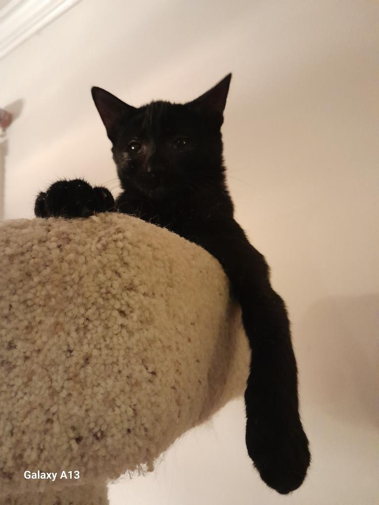 Wednesday, a Adoptable Domestic Short Hair in Milltown, NJ image 2/3