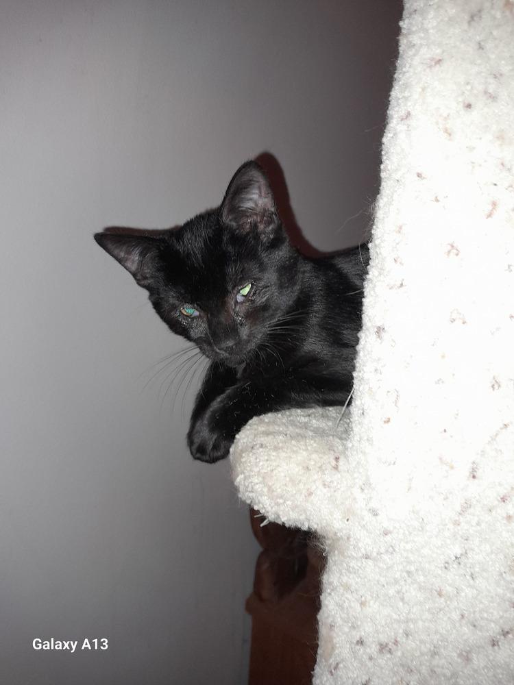 Wednesday, a Adoptable Domestic Short Hair in Milltown, NJ image 3/3