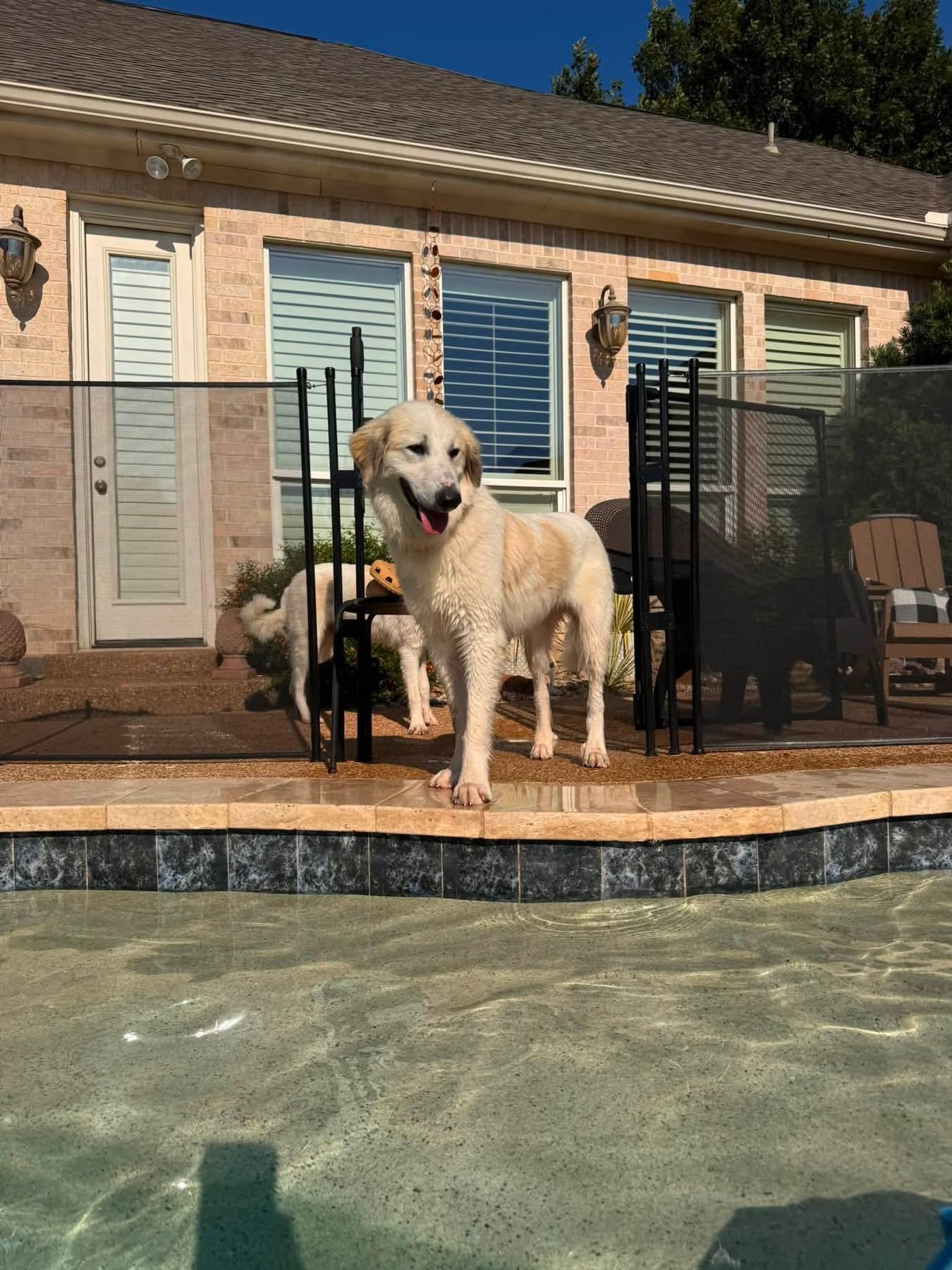 Pearl, a ADOPTABLE mixed breed in Southlake, TX image 4/6