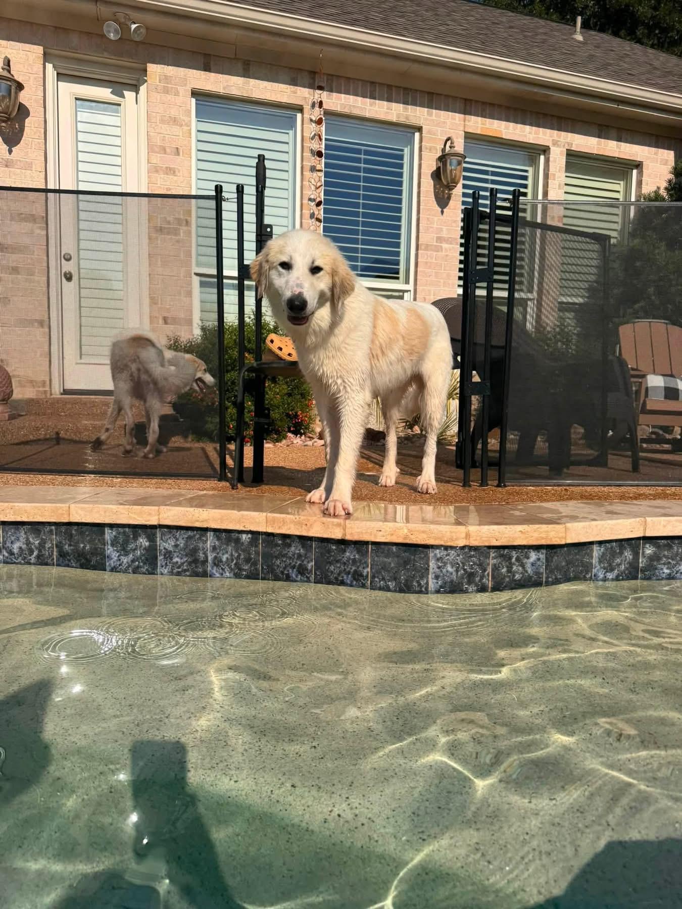 Pearl, a ADOPTABLE mixed breed in Southlake, TX image 5/6