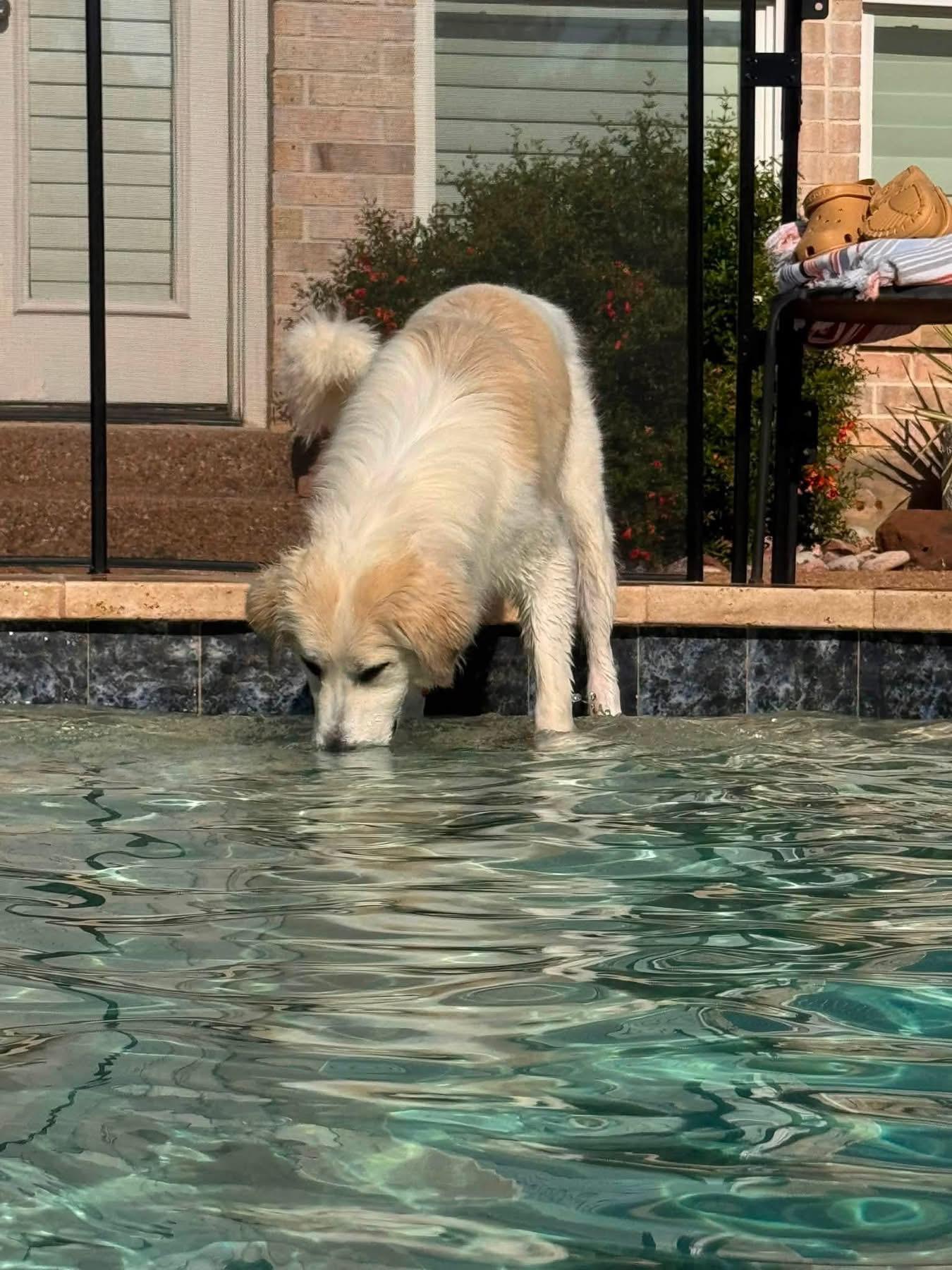 Pearl, a ADOPTABLE mixed breed in Southlake, TX image 2/6