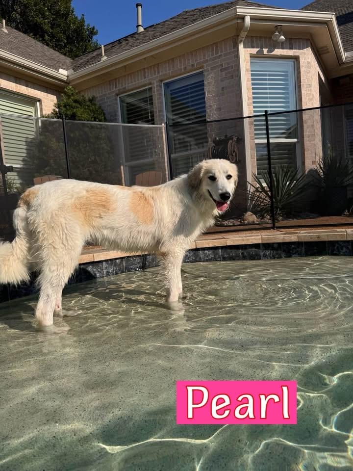 Pearl, ADOPTABLE, Adult Female Great Pyrenees.