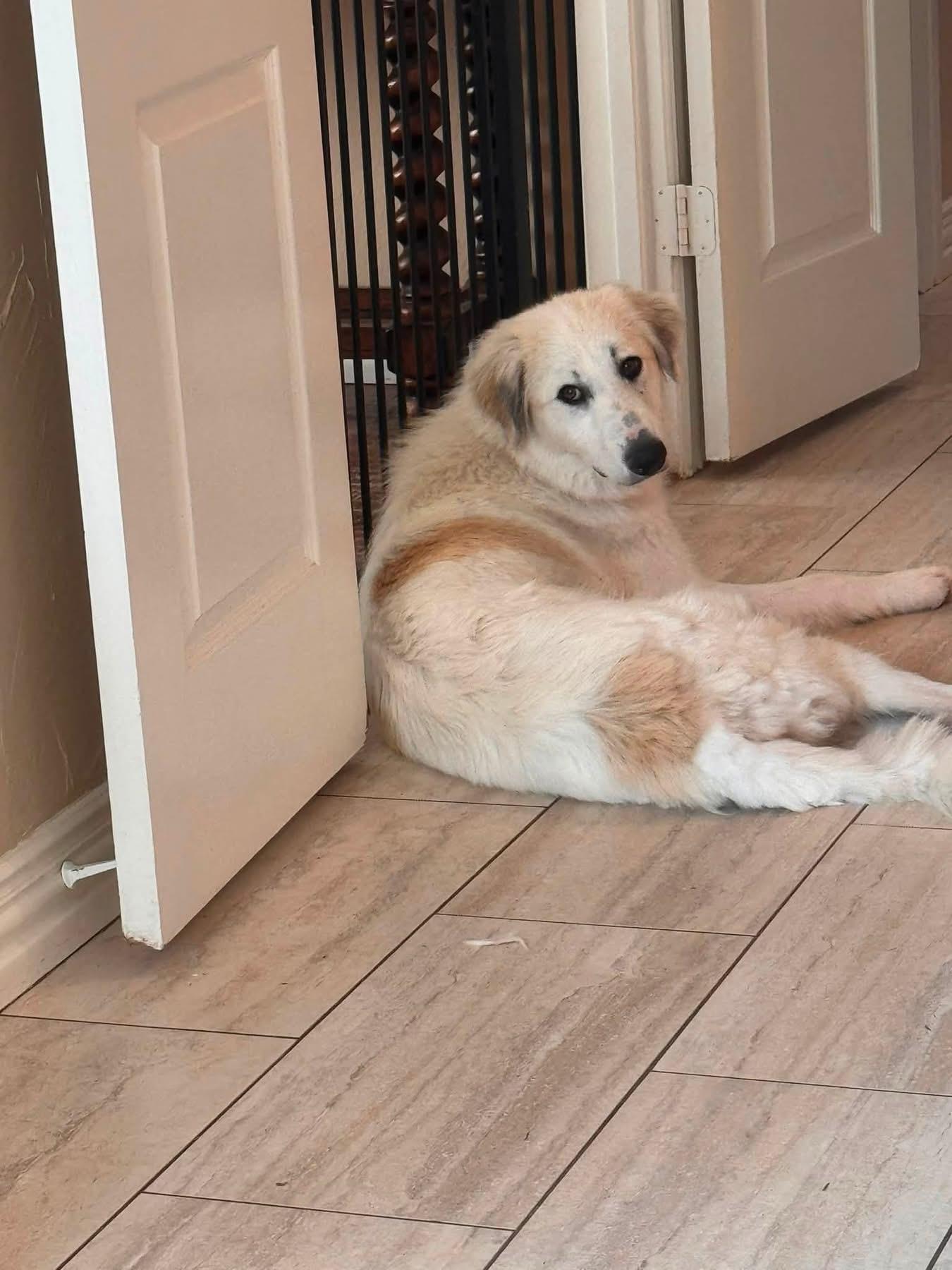 Pearl, a ADOPTABLE mixed breed in Southlake, TX image 3/6