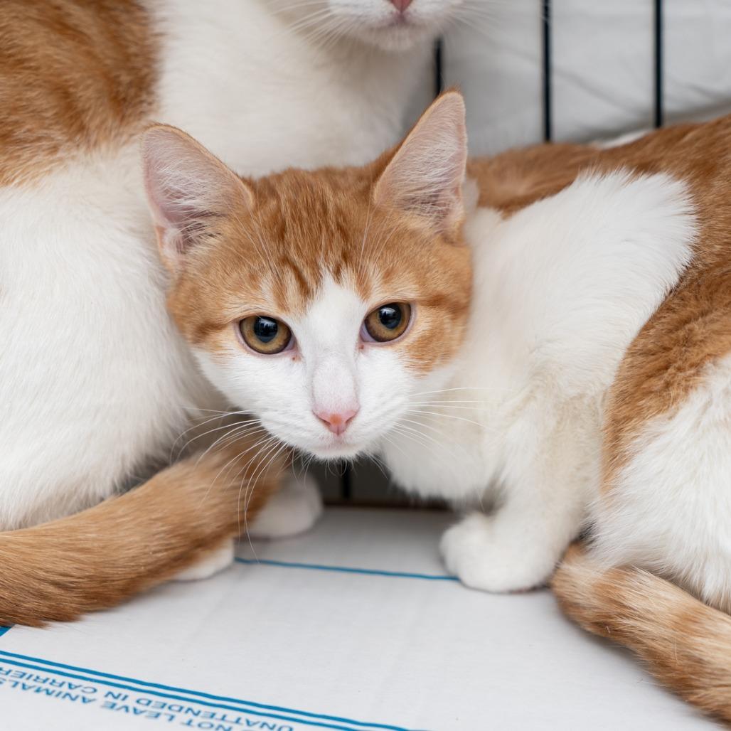 Enlarge Stefan, a Adoptable Domestic Short Hair in New York, NY image 1/1