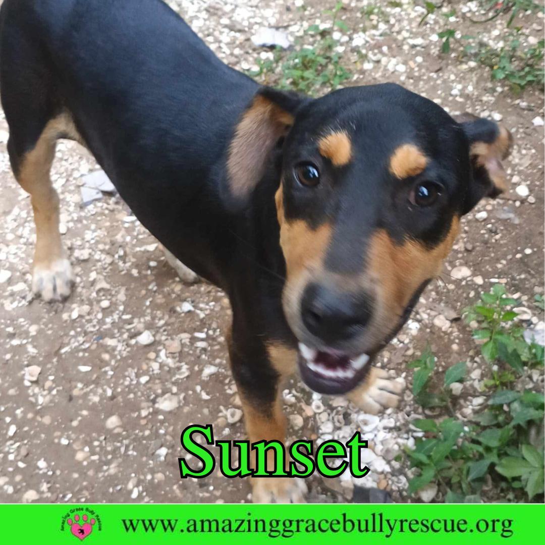 Sunset, Adoptable, Young Male Coonhound.
