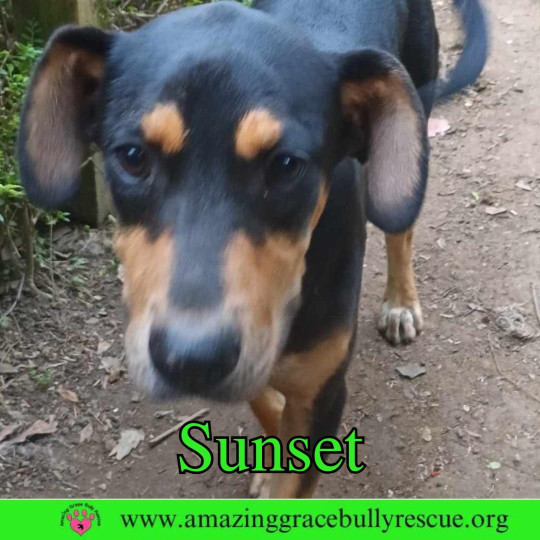 Enlarge Sunset, a Adoptable Coonhound image 3/3