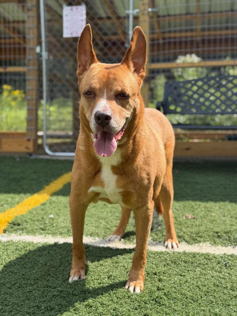 Monacan, Adoptable, Senior Male Cattle Dog & Labrador Retriever.