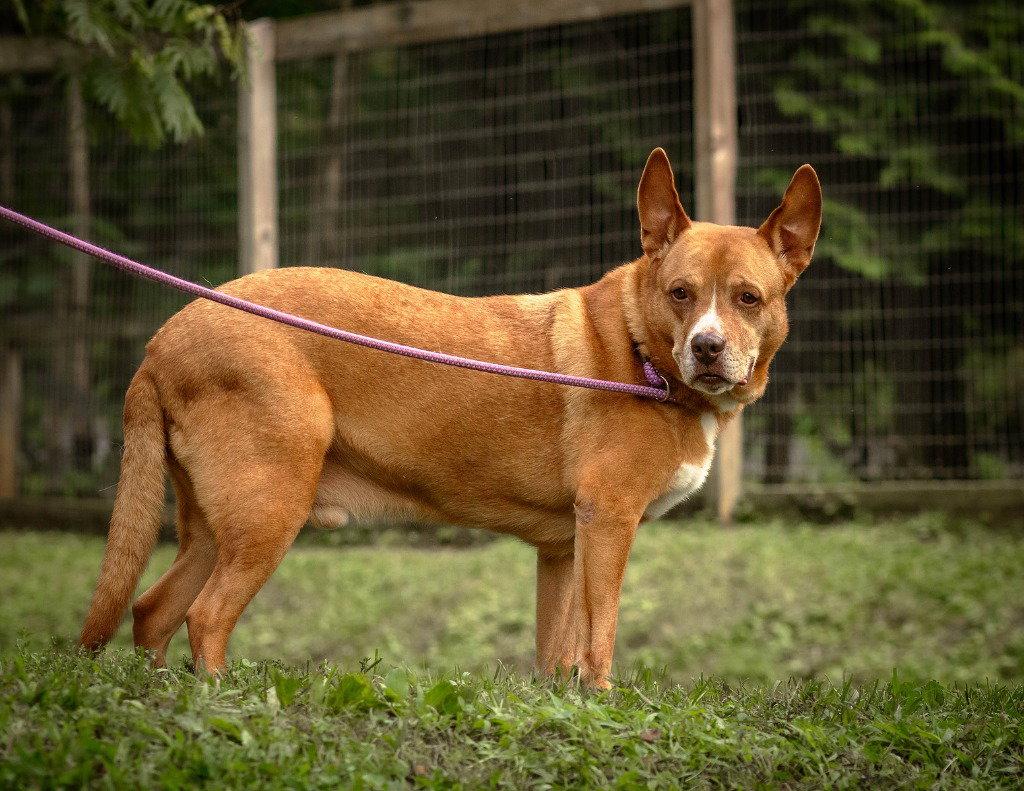 Enlarge Monacan, a Adoptable mixed breed in Lovingston, VA image 2/3