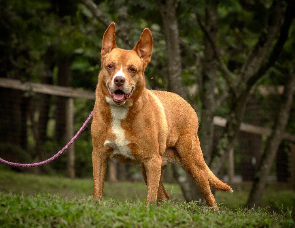 Enlarge Monacan, a Adoptable mixed breed in Lovingston, VA image 3/3