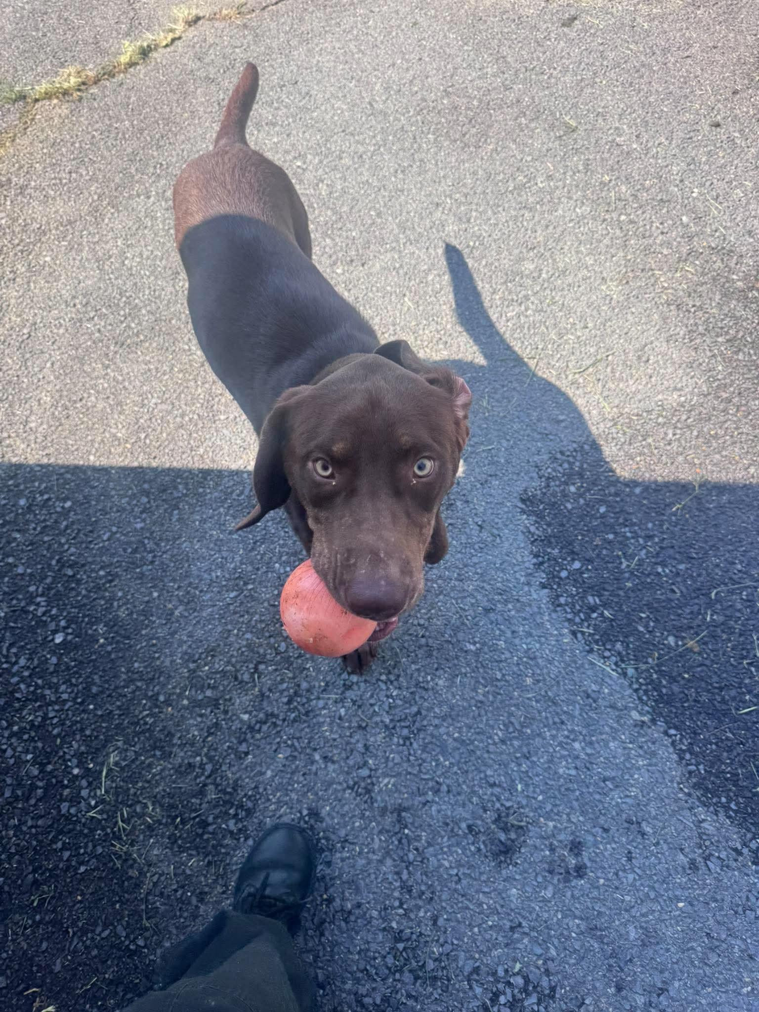 BRODY, Adoptable, Young Male Labrador Retriever.