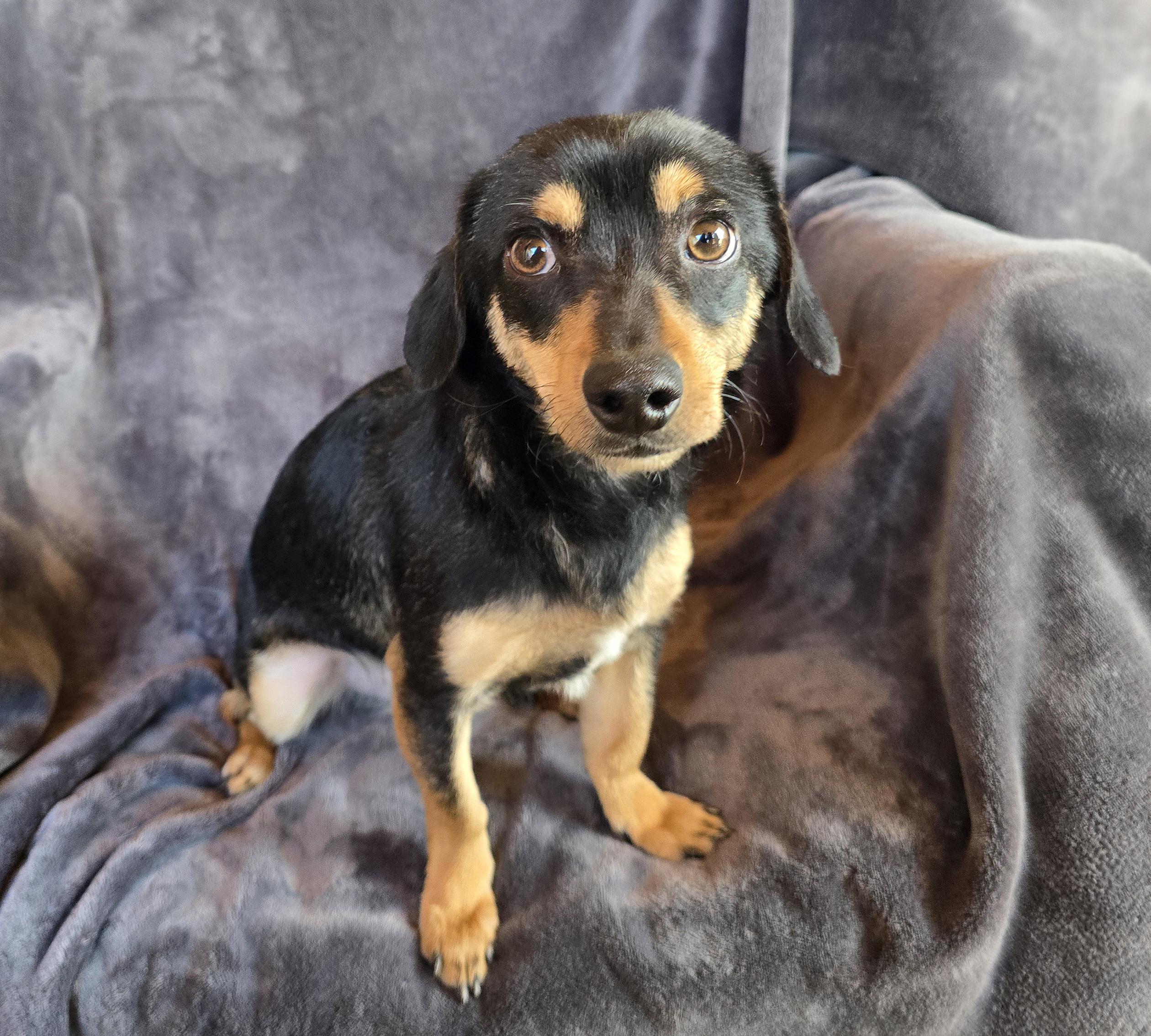 Enlarge Adorable Marty ~ Chill Chiweenie !!!, a Adoptable Chiweenie in Albuquerque, NM image 1/1