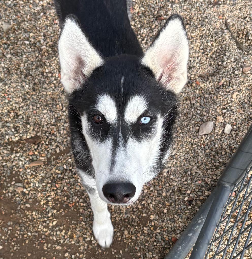 Enlarge Sprite, a Adoptable Siberian Husky in Gillette, WY image 1/1