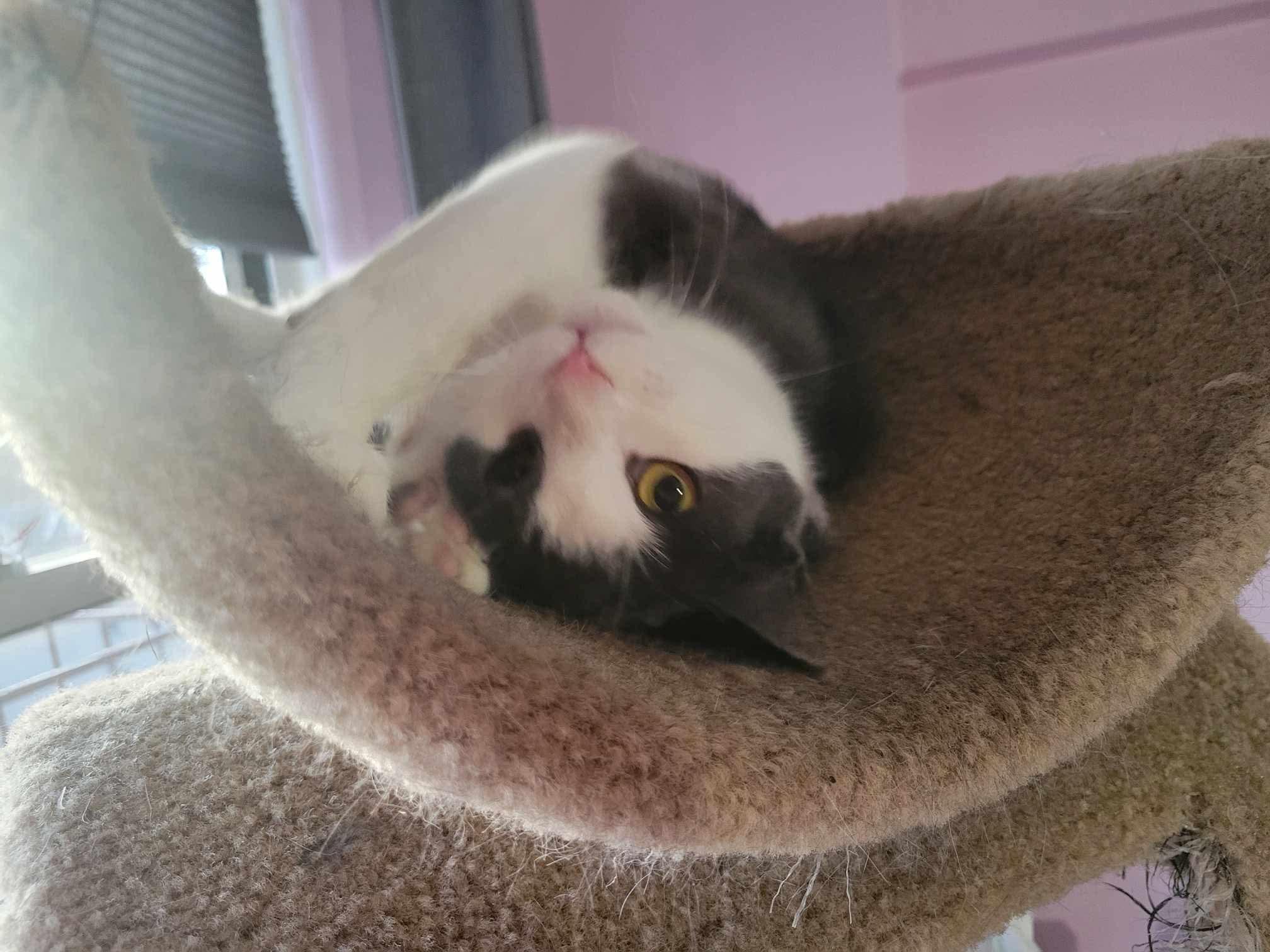 Enlarge Mercy, a Adoptable Domestic Short Hair in Brooklyn, NY image 1/5