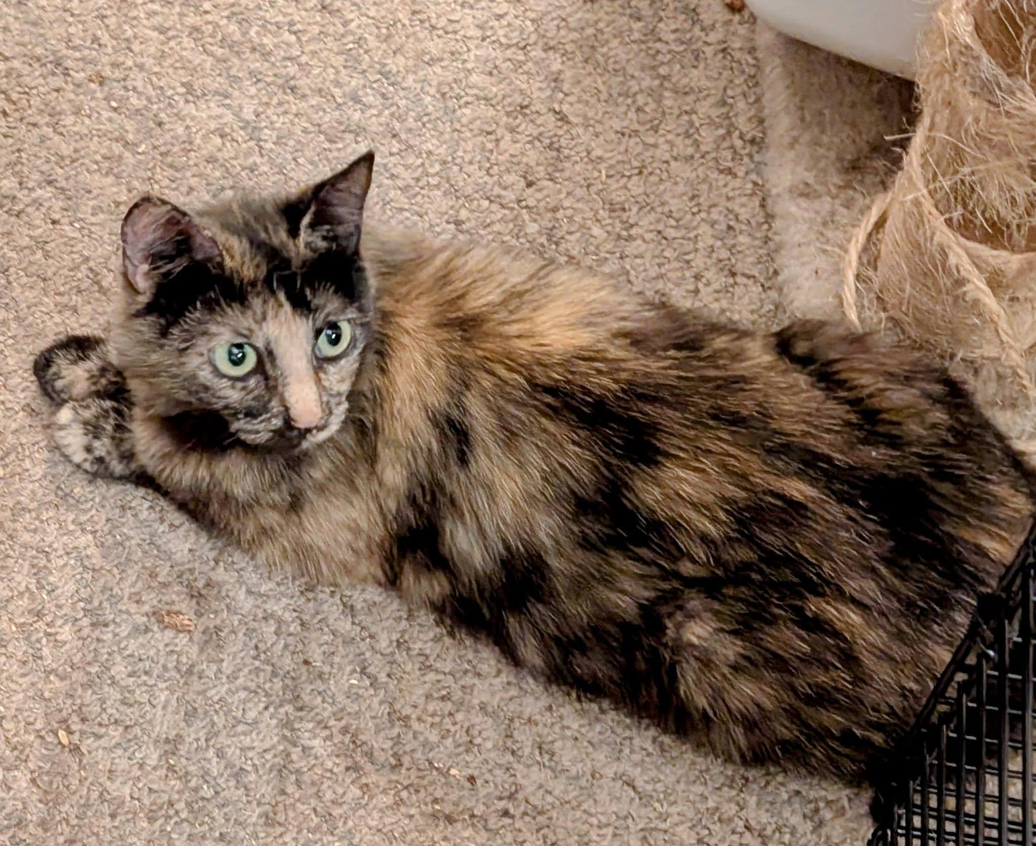 Beatrix (Tiff-Fostered in CT), Young Female unknown