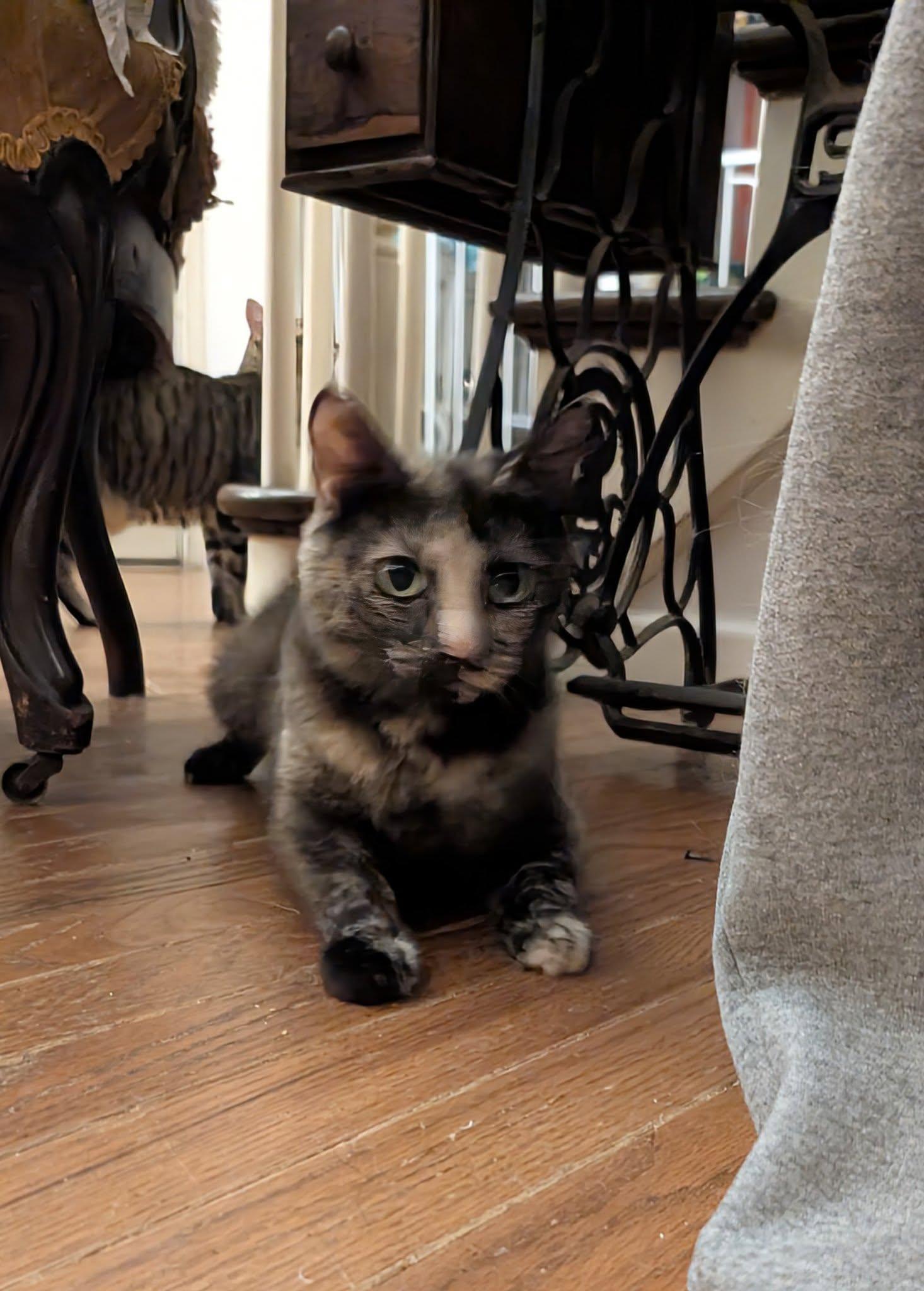 Beatrix (Tiff-Fostered in CT) photo 2