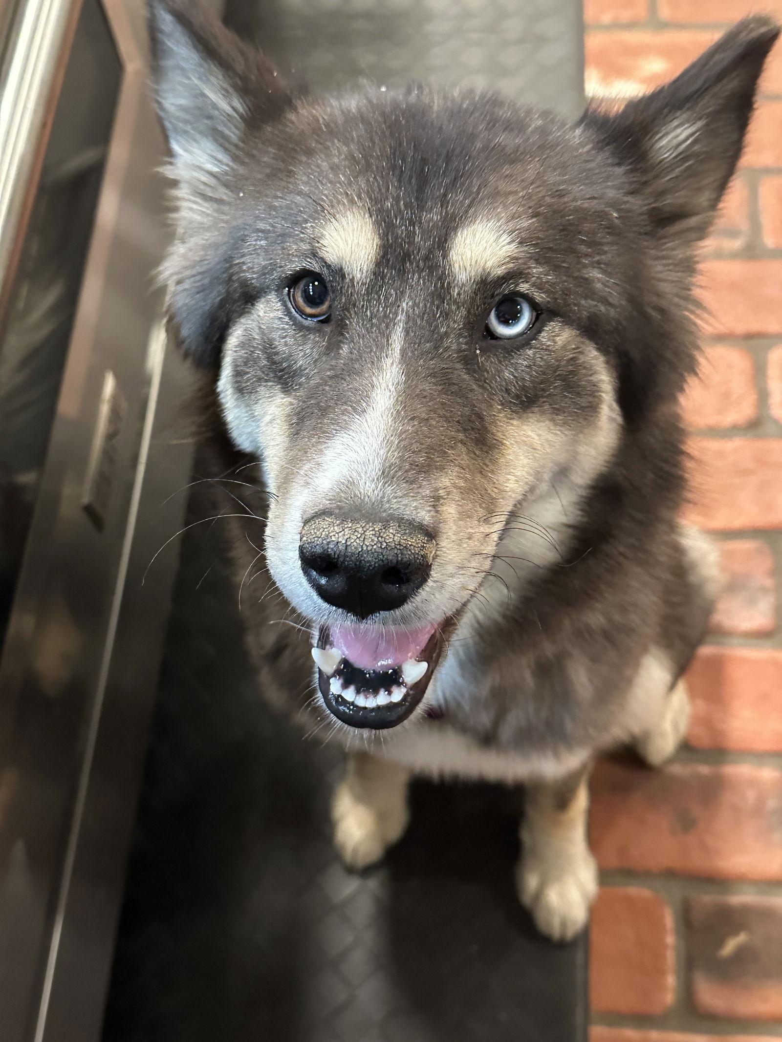 Sable, Adoptable, Puppy Female Siberian Husky.