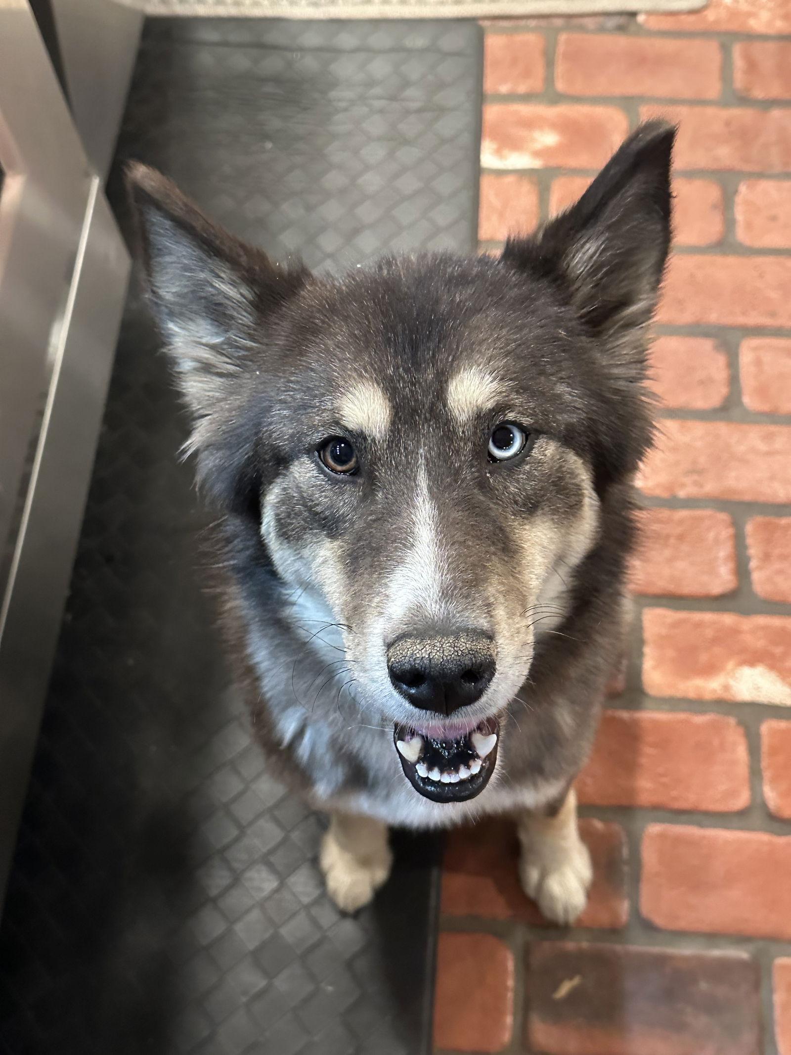 Enlarge Penny, a Adopted Siberian Husky in Cumming, GA image 2/3