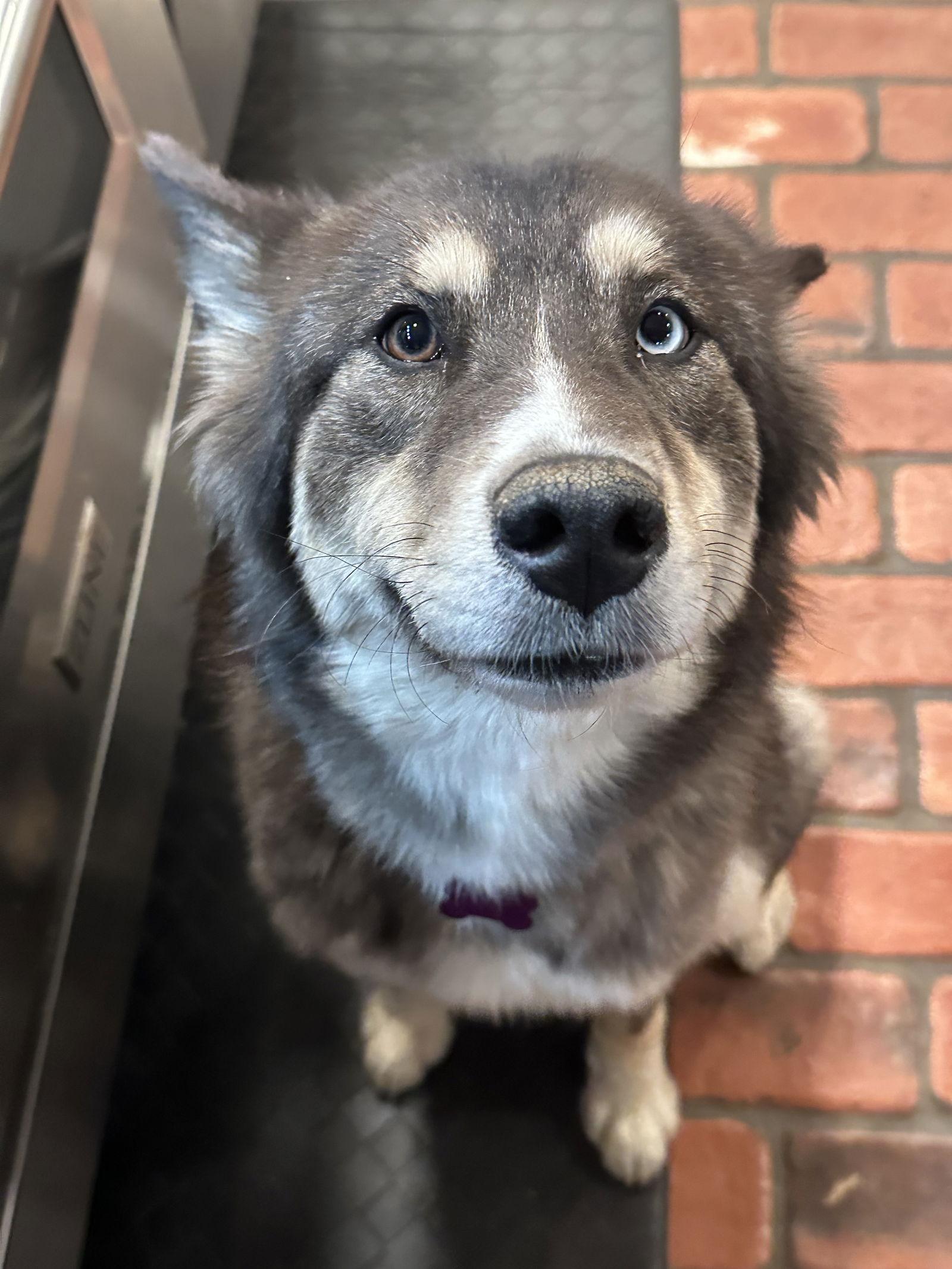 Enlarge Penny, a Adopted Siberian Husky in Cumming, GA image 3/3