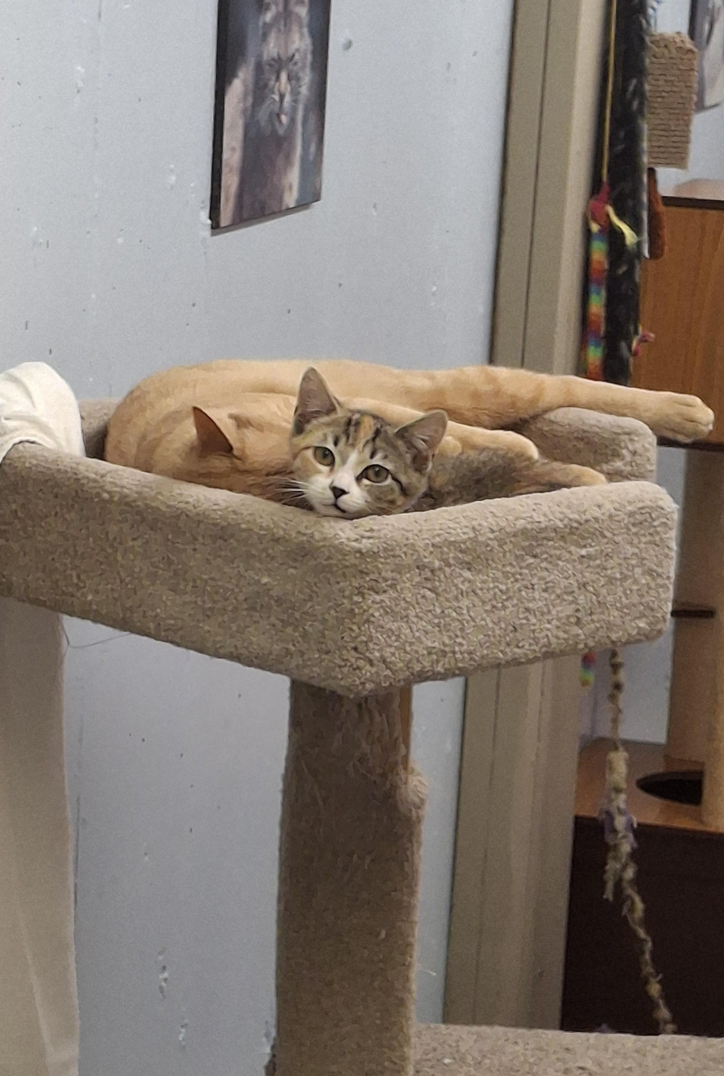 Enlarge Junie B Jones, a Adopted Domestic Short Hair in Victoria, BC image 4/5