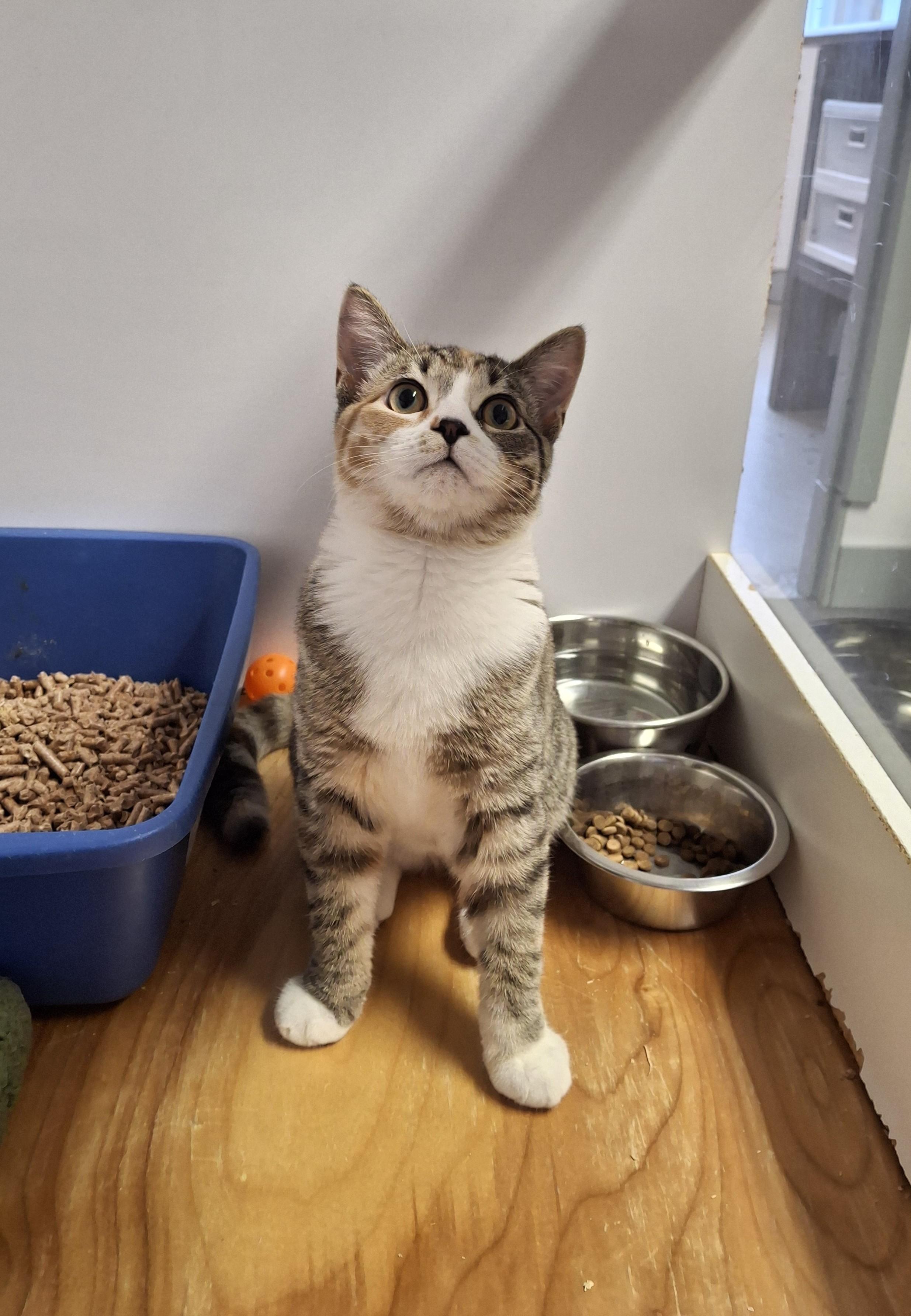 Enlarge Junie B Jones, a Adopted Domestic Short Hair in Victoria, BC image 3/5