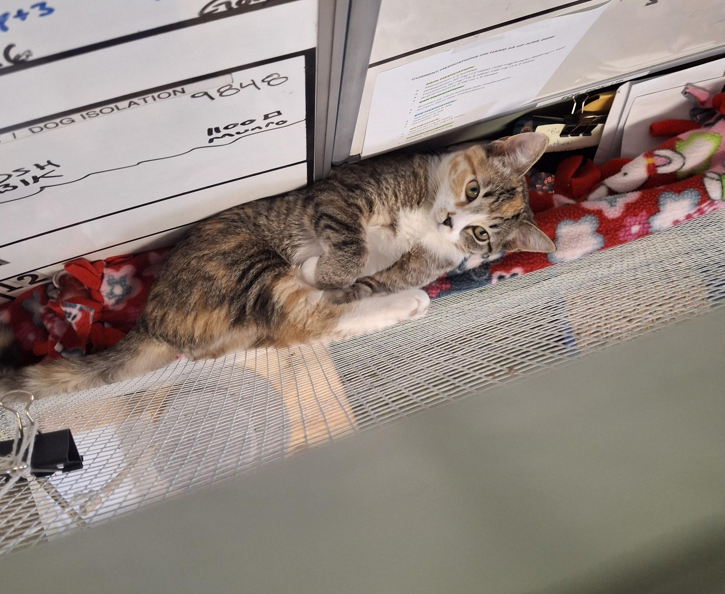 Enlarge Junie B Jones, a Adopted Domestic Short Hair in Victoria, BC image 2/5
