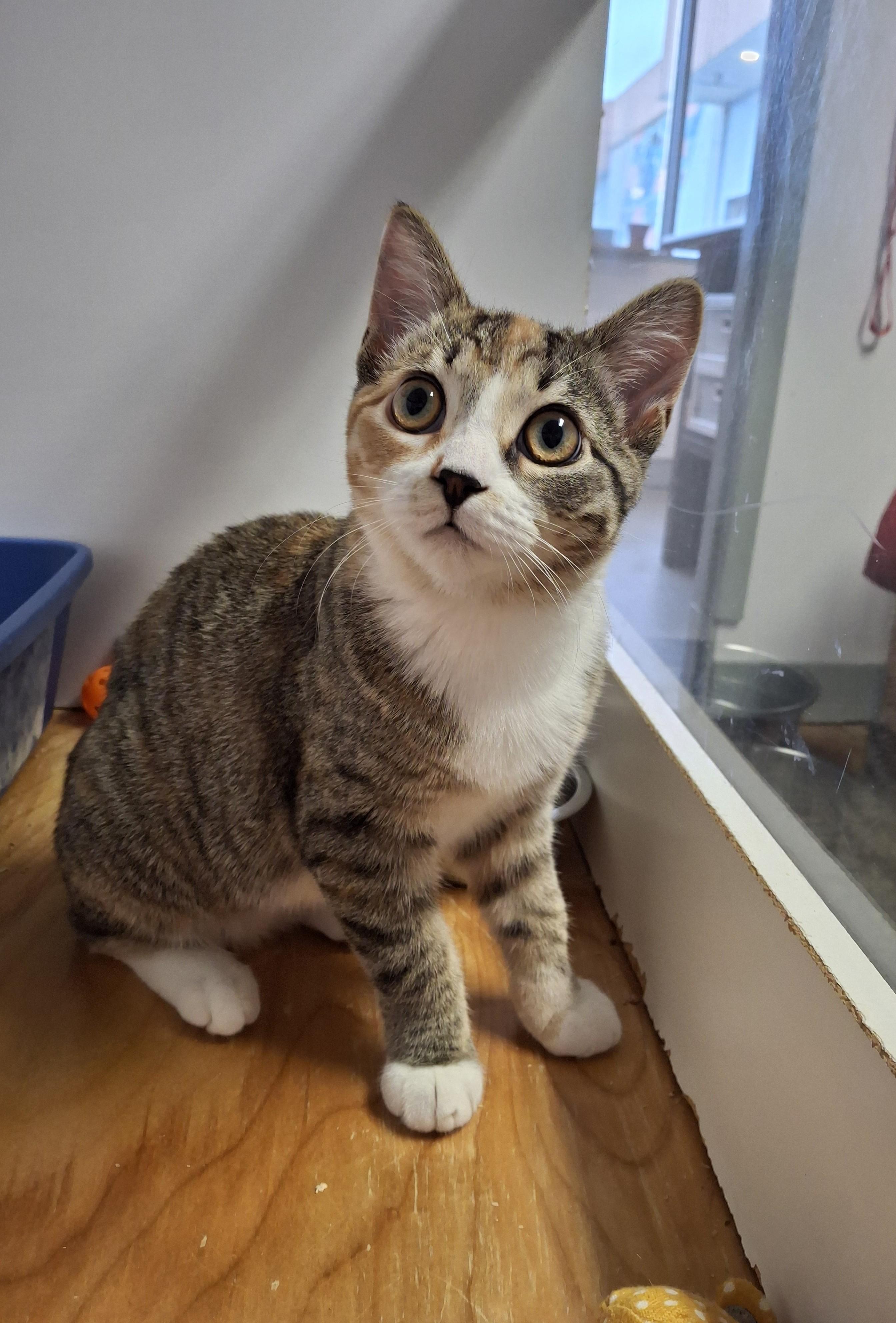 Junie B Jones, Adopted, Young Female Domestic Short Hair.