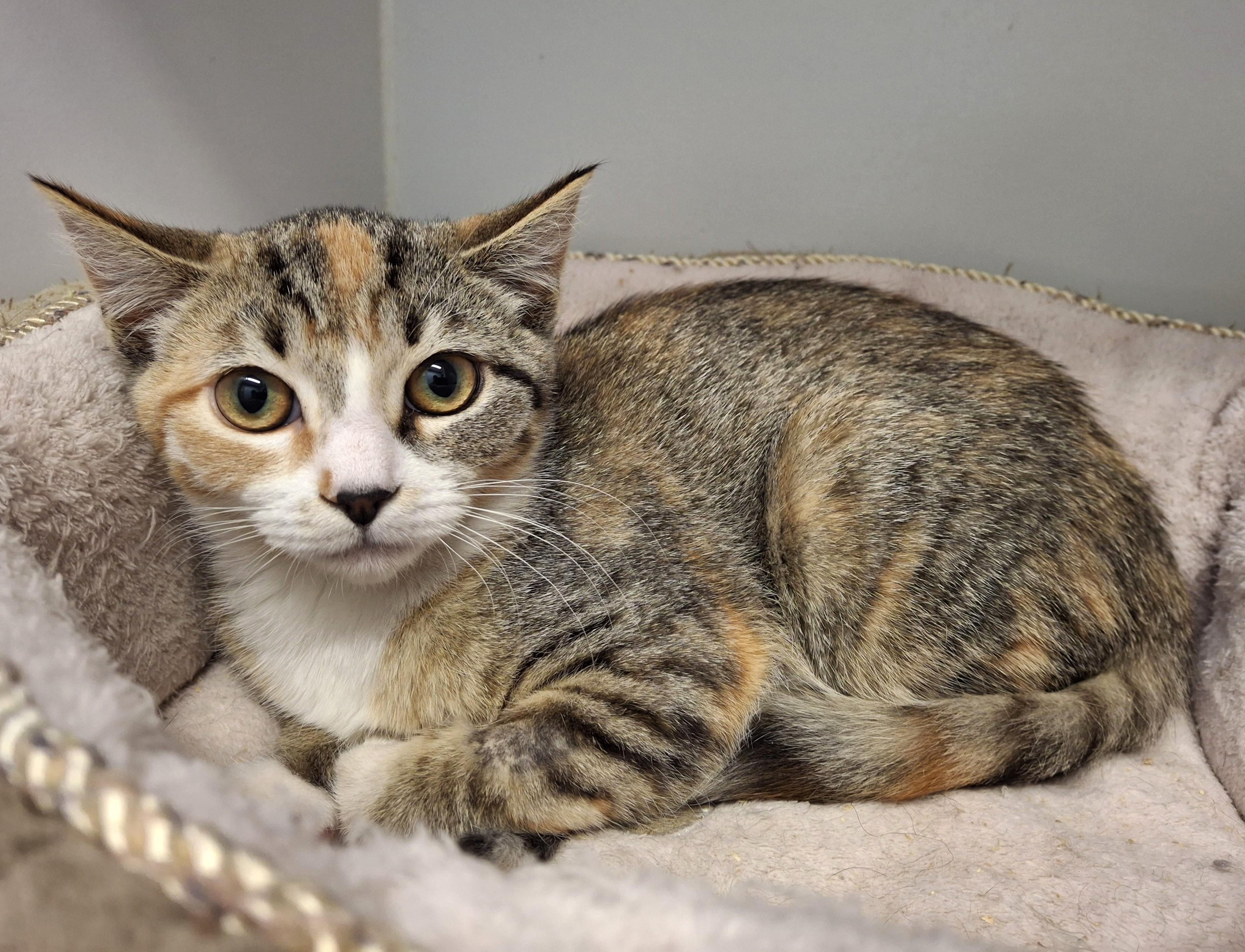Enlarge Junie B Jones, a Adopted Domestic Short Hair in Victoria, BC image 5/5