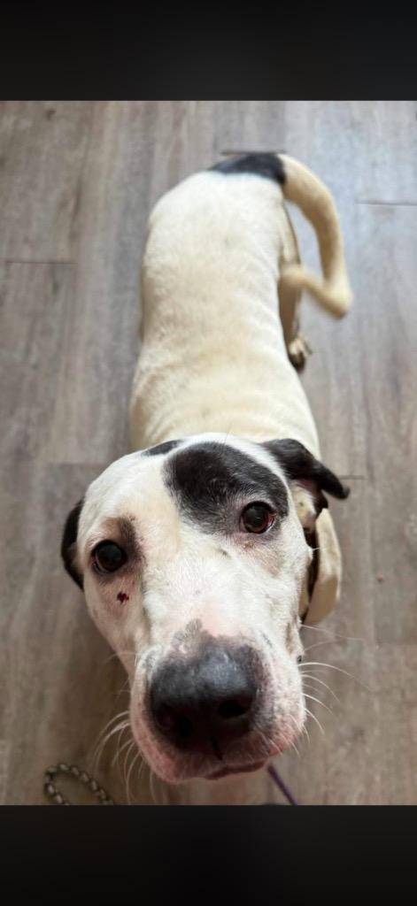 Cruella, Adoptable, Adult Female Catahoula Leopard Dog & American Bulldog.
