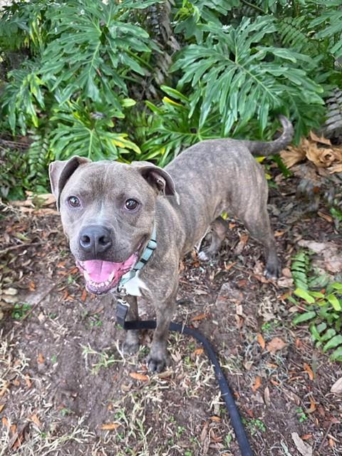 BO, Adoptable, Adult Male Pit Bull Terrier & Mixed Breed.