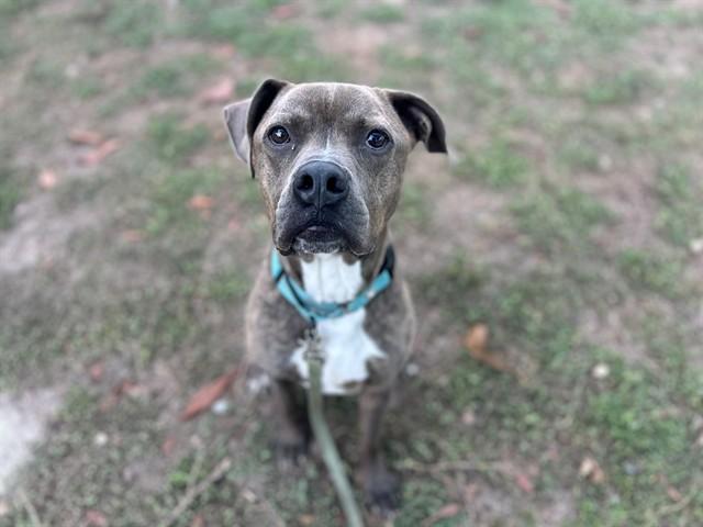 BO, Adoptable, Adult Male Pit Bull Terrier & Mixed Breed.