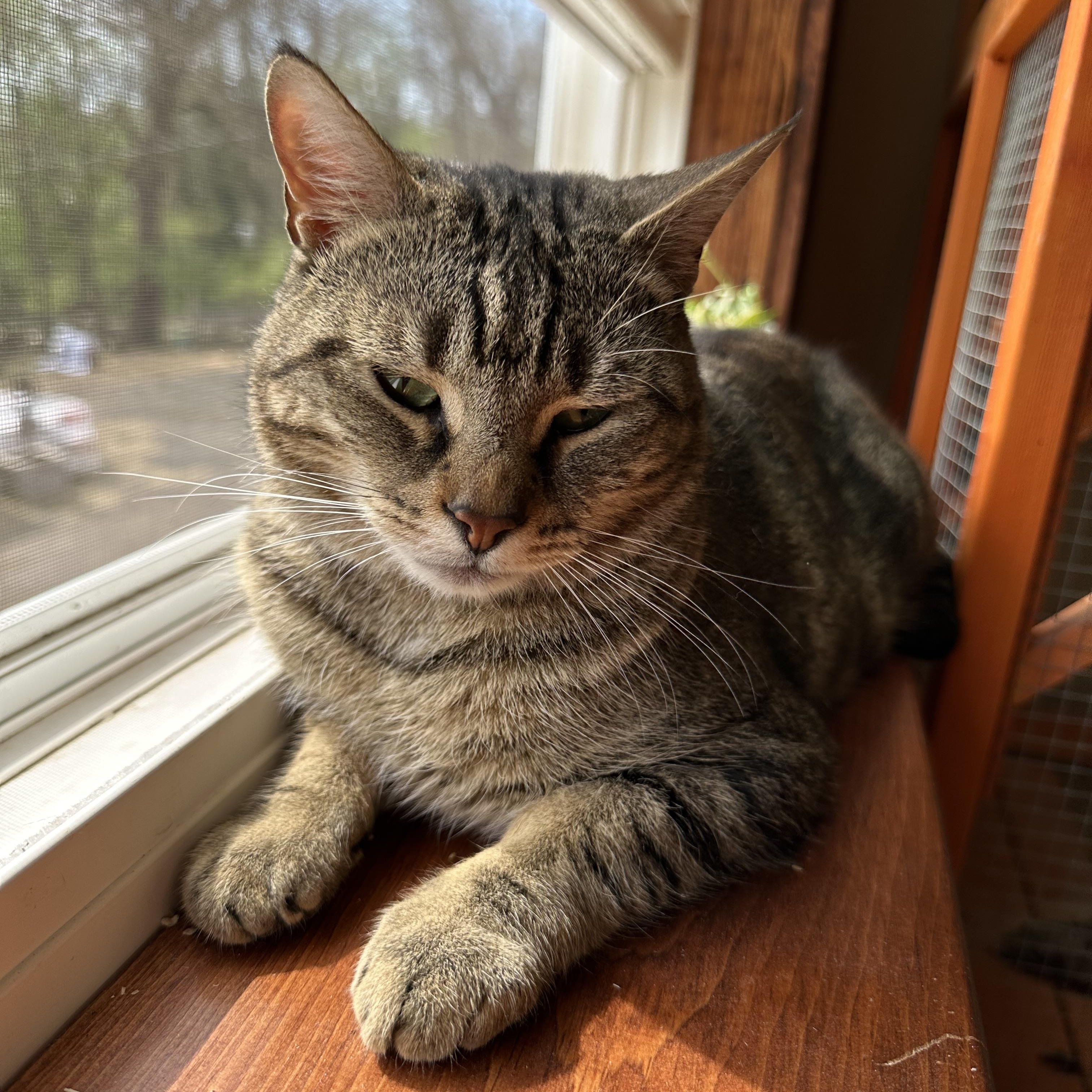 Enlarge Daisy, a ADOPTABLE Tabby in Dresher, PA image 1/2
