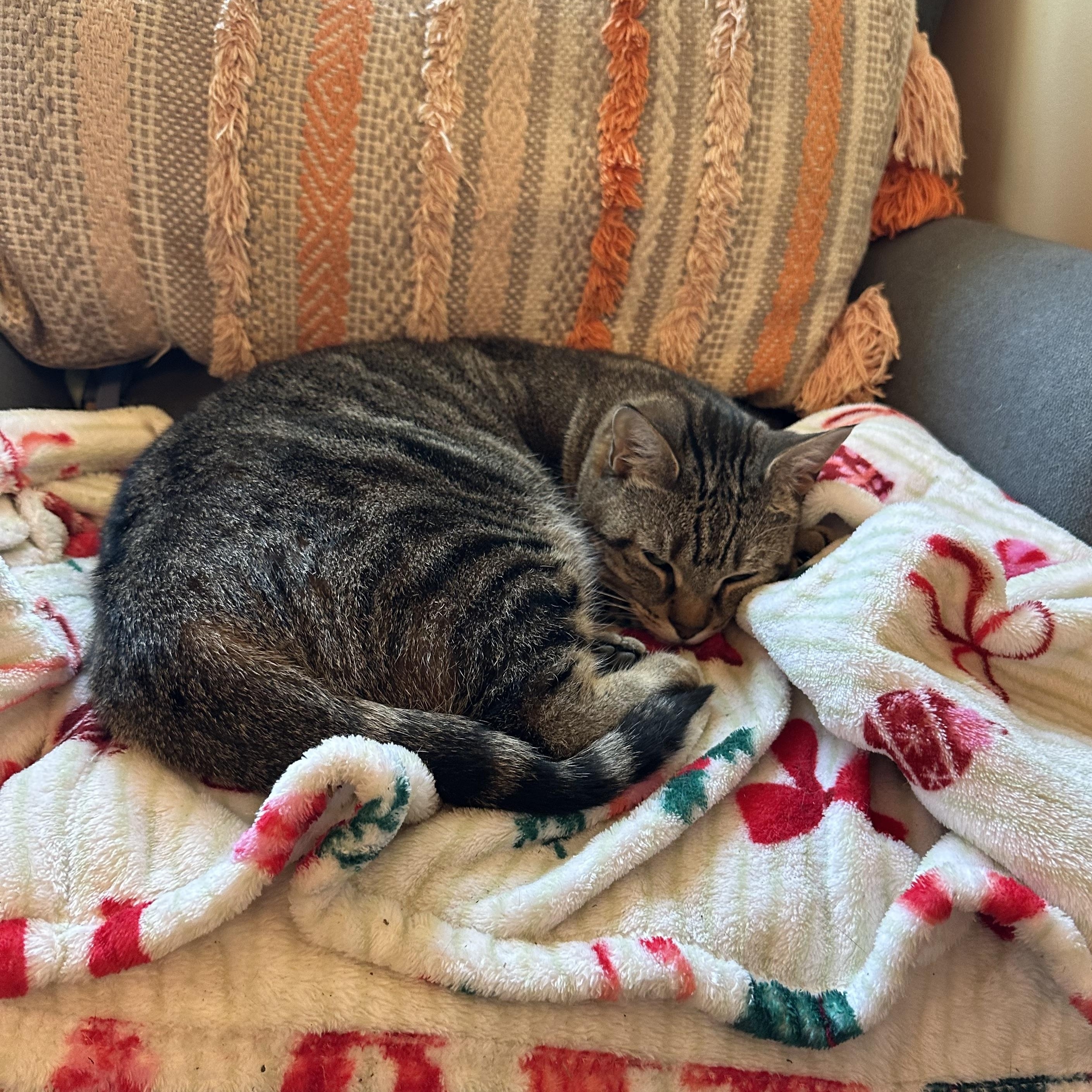 Enlarge Daisy, a ADOPTABLE Tabby in Dresher, PA image 2/2