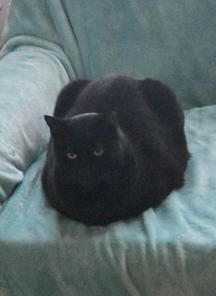 Lucy, ADOPTABLE, Adult Female Domestic Short Hair.