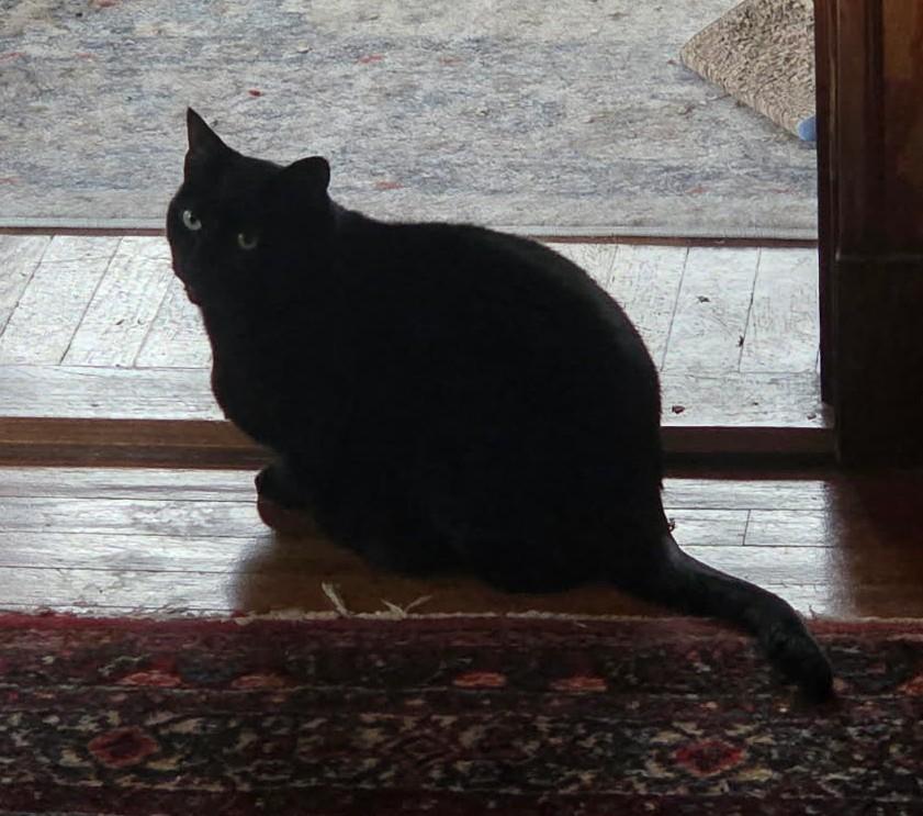 Enlarge Lucy, a ADOPTABLE Domestic Short Hair in Roslindale, MA image 2/4