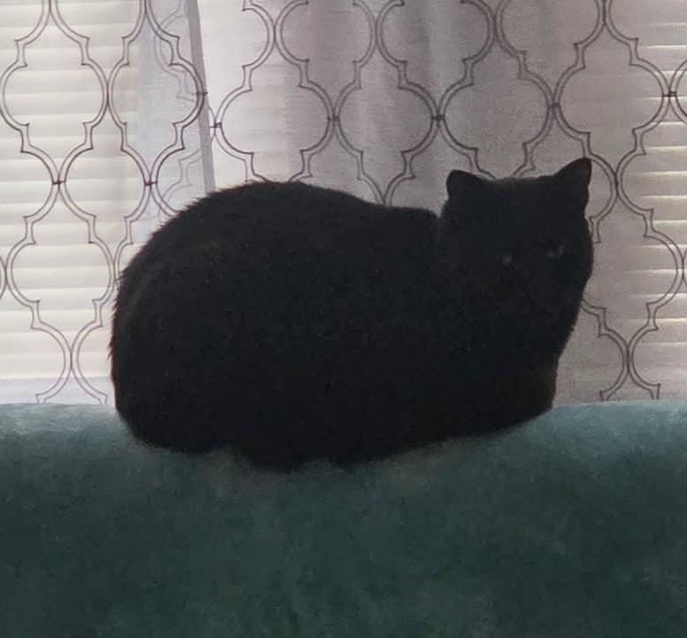 Enlarge Lucy, a ADOPTABLE Domestic Short Hair in Roslindale, MA image 3/4