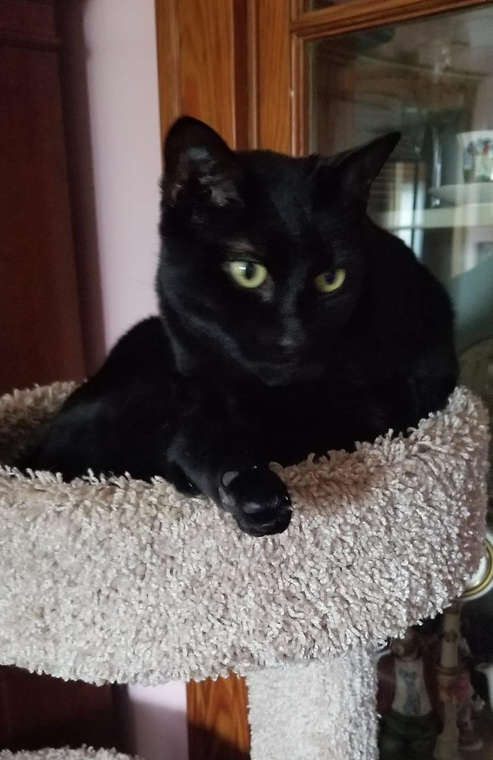 Enlarge Lucy, a ADOPTABLE Domestic Short Hair in Roslindale, MA image 4/4