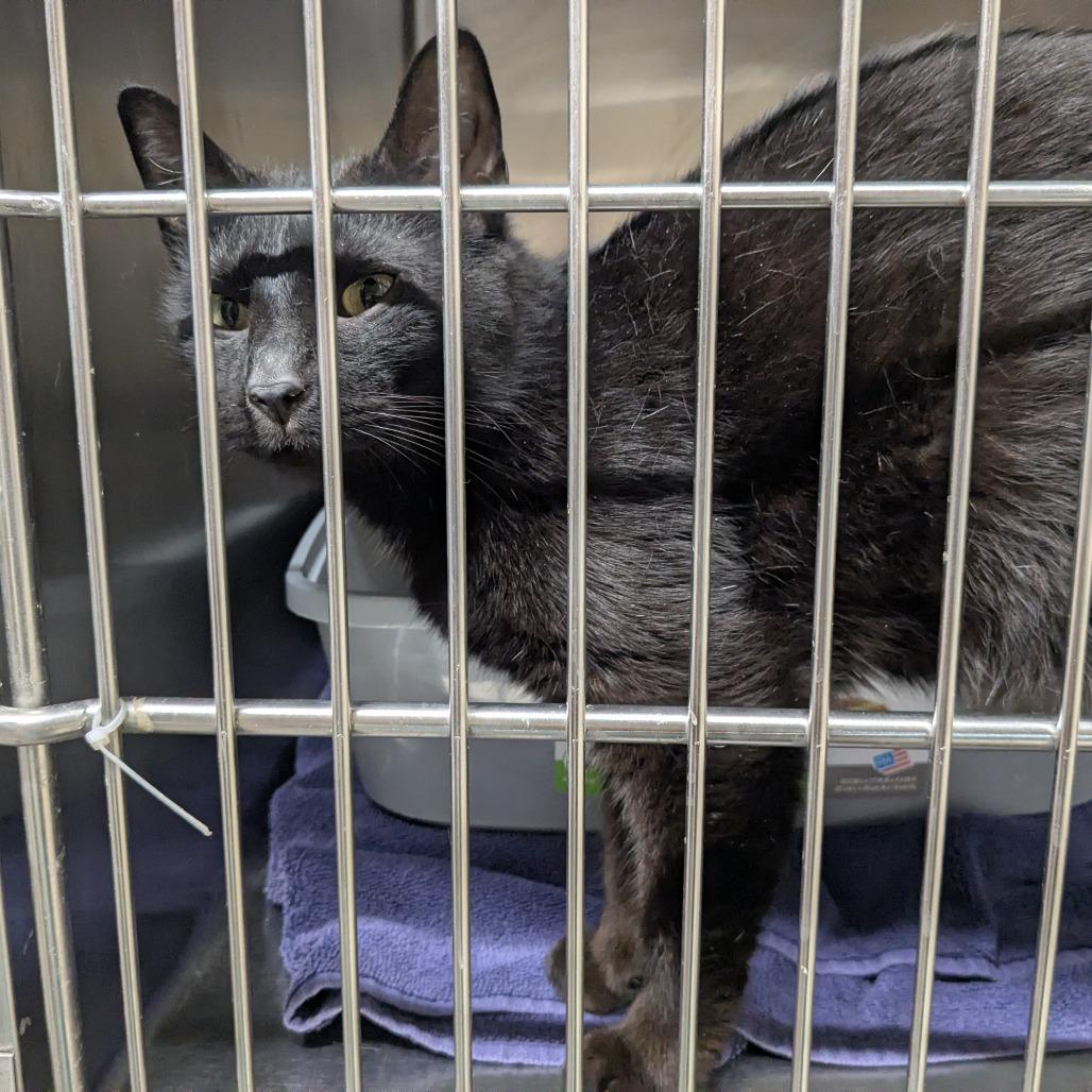 M.O.M., Adoptable, Adult Female Domestic Short Hair.