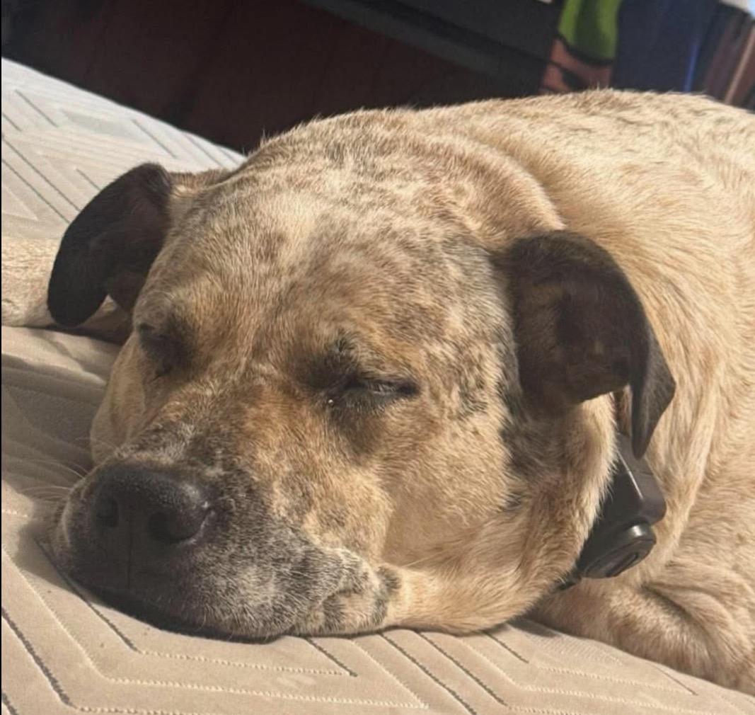 Enlarge Turbo, a Adoptable mixed breed in Brooks, ME image 2/3