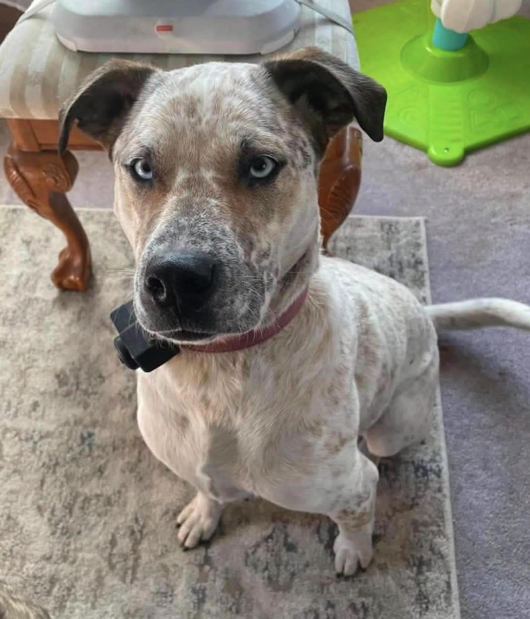 Turbo, Adoptable, Adult Male Cattle Dog.