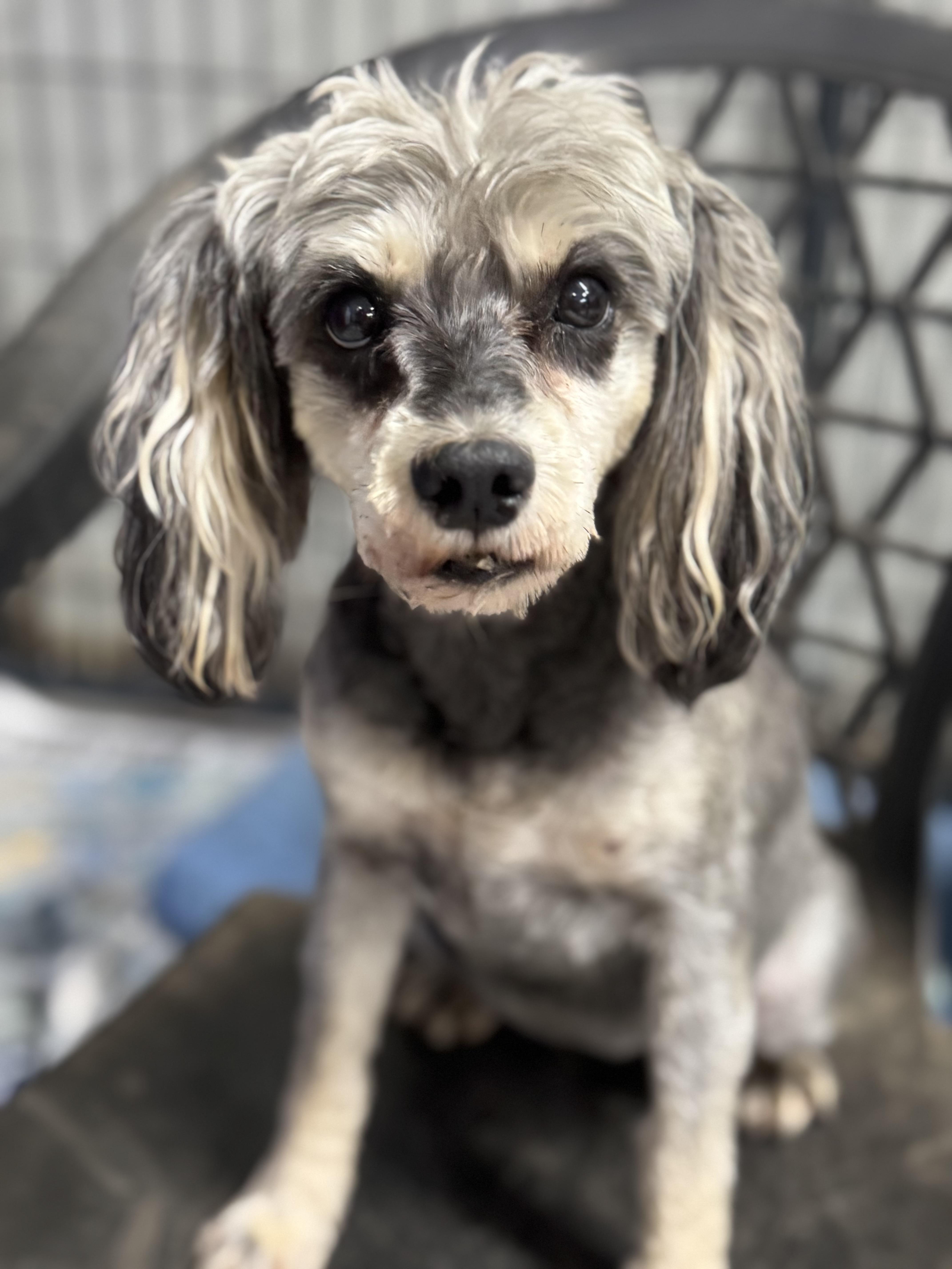 Luna E, a Adoptable mixed breed in Blue Ridge, GA image 2/5