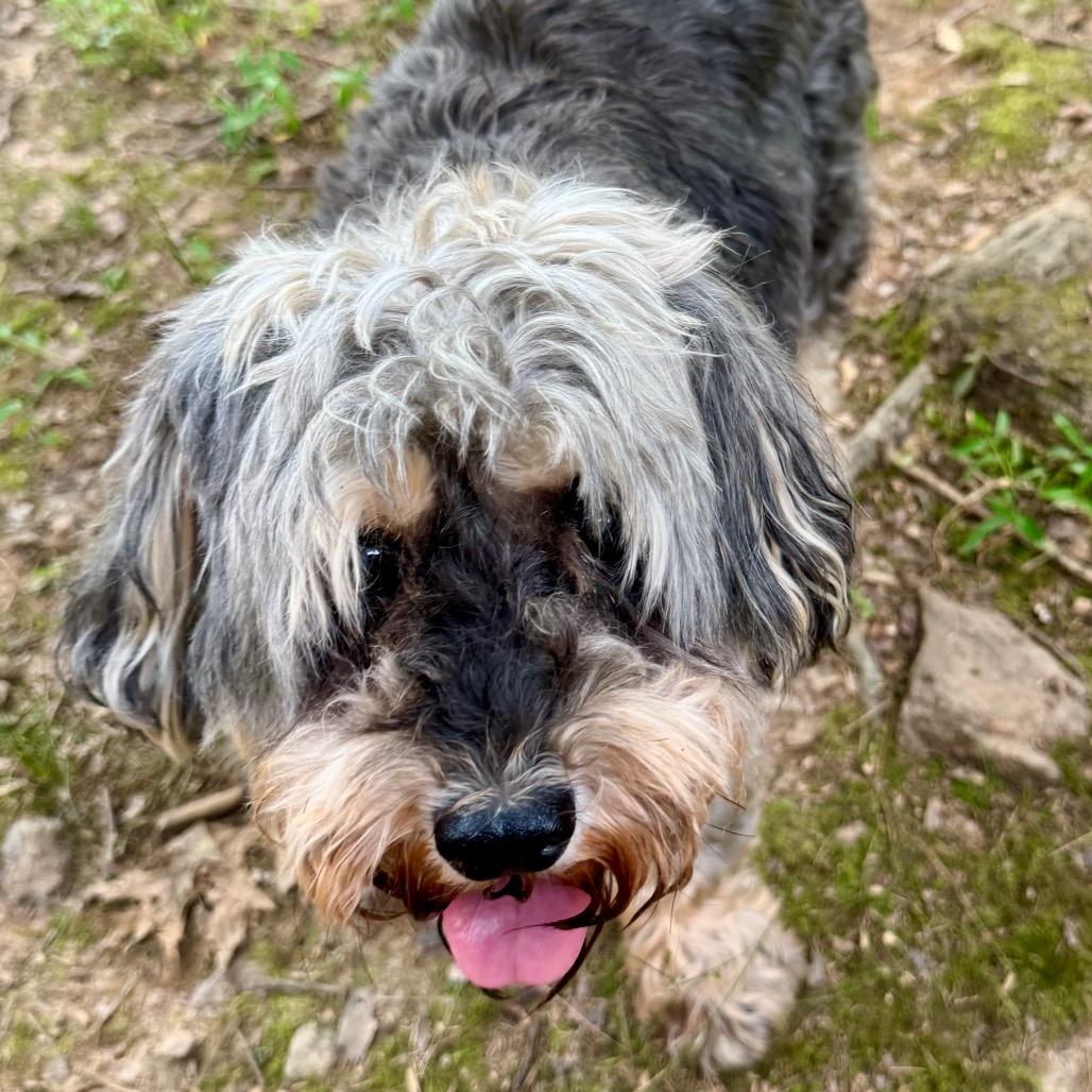 Luna E, a Adoptable mixed breed in Blue Ridge, GA image 3/5